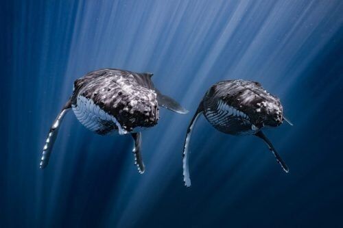 Small underwater wonders win big in ocean photography awards